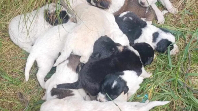 Φρίκη στο Ρέθυμνο: Το χρονικό της ανείπωτης κτηνωδίας με τα 17 νεκρά κουτάβια στο Αμάρι