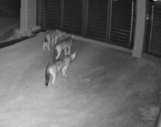 Συναγερμός στο Πανόραμα: Λύκοι κόβουν βόλτες στις αυλές σπιτιών – Δείτε τι κατέγραψαν οι κάμερες