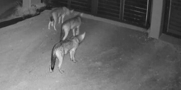 Συναγερμός στο Πανόραμα: Λύκοι κόβουν βόλτες στις αυλές σπιτιών – Δείτε τι κατέγραψαν οι κάμερες