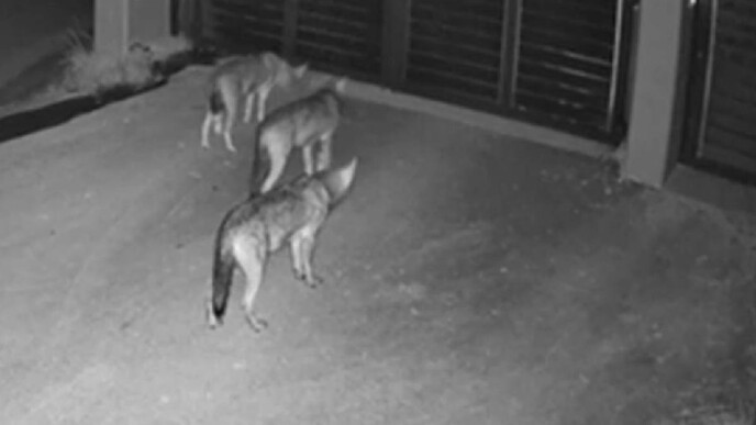 Συναγερμός στο Πανόραμα: Λύκοι κόβουν βόλτες στις αυλές σπιτιών – Δείτε τι κατέγραψαν οι κάμερες