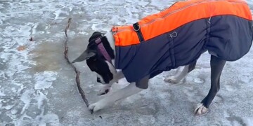 Επίμονος σκύλος σκάβει μανιωδώς για το μεγάλο βραβείο