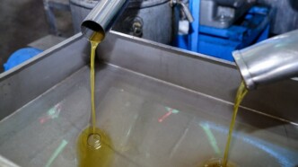 Απάτη-μαμούθ με νοθευμένο ελαιόλαδο: Έτσι «βάφτιζαν» το ηλιέλαιο στην Ημαθία και το έστελναν Γερμανία