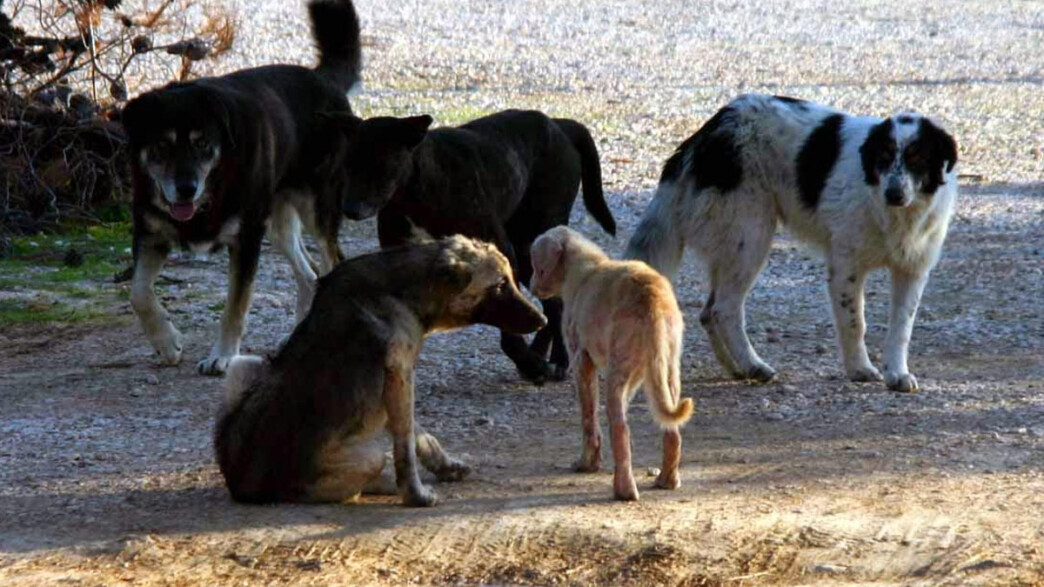 Σοκ στο Λιτόχωρο: Σε κρίσιμη κατάσταση 61χρονη μετά από άγρια επίθεση αγέλης σκύλων – Συνελήφθη αντιδήμαρχος