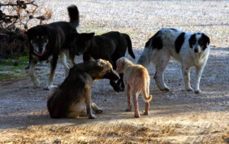 Σοκ στο Λιτόχωρο: Σε κρίσιμη κατάσταση 61χρονη μετά από άγρια επίθεση αγέλης σκύλων – Συνελήφθη αντιδήμαρχος
