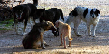 Σοκ στο Λιτόχωρο: Σε κρίσιμη κατάσταση 61χρονη μετά από άγρια επίθεση αγέλης σκύλων – Συνελήφθη αντιδήμαρχος