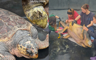 Ο «γίγαντας» της θάλασσας επιστρέφει σπίτι του: Η συγκλονιστική ανάρρωση του Έβερεστ