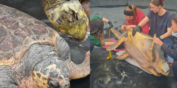 Ο «γίγαντας» της θάλασσας επιστρέφει σπίτι του: Η συγκλονιστική ανάρρωση του Έβερεστ