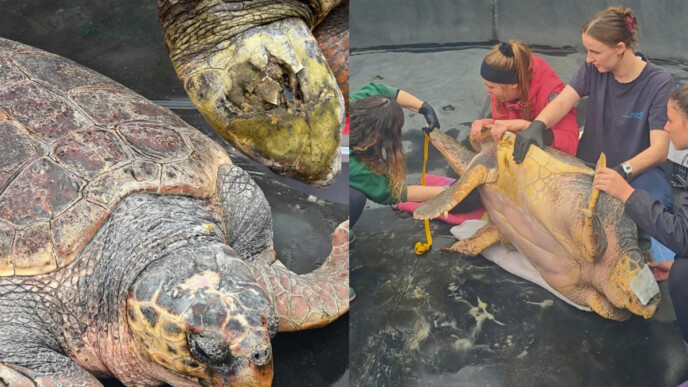 Ο «γίγαντας» της θάλασσας επιστρέφει σπίτι του: Η συγκλονιστική ανάρρωση του Έβερεστ