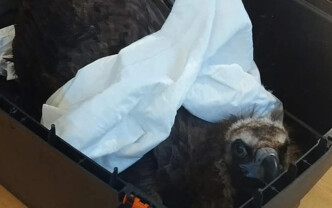 Σοκ στη Δαδιά: Μαζική εξόντωση του σπάνιου Μαυρόγυπα από δηλητηριασμένα δολώματα