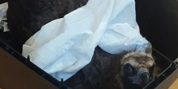 Σοκ στη Δαδιά: Μαζική εξόντωση του σπάνιου Μαυρόγυπα από δηλητηριασμένα δολώματα