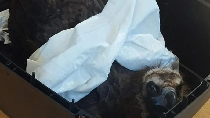 Σοκ στη Δαδιά: Μαζική εξόντωση του σπάνιου Μαυρόγυπα από δηλητηριασμένα δολώματα