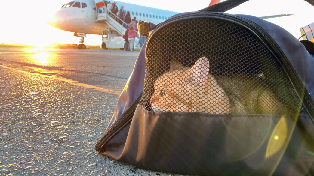 Επιχείρηση επαναπατρισμού: Επιστρέφουν στην Ελλάδα 101 επιβάτες και 45 κατοικίδια από το Άμπου Ντάμπι