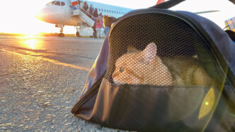 Επιχείρηση επαναπατρισμού: Επιστρέφουν στην Ελλάδα 101 επιβάτες και 45 κατοικίδια από το Άμπου Ντάμπι