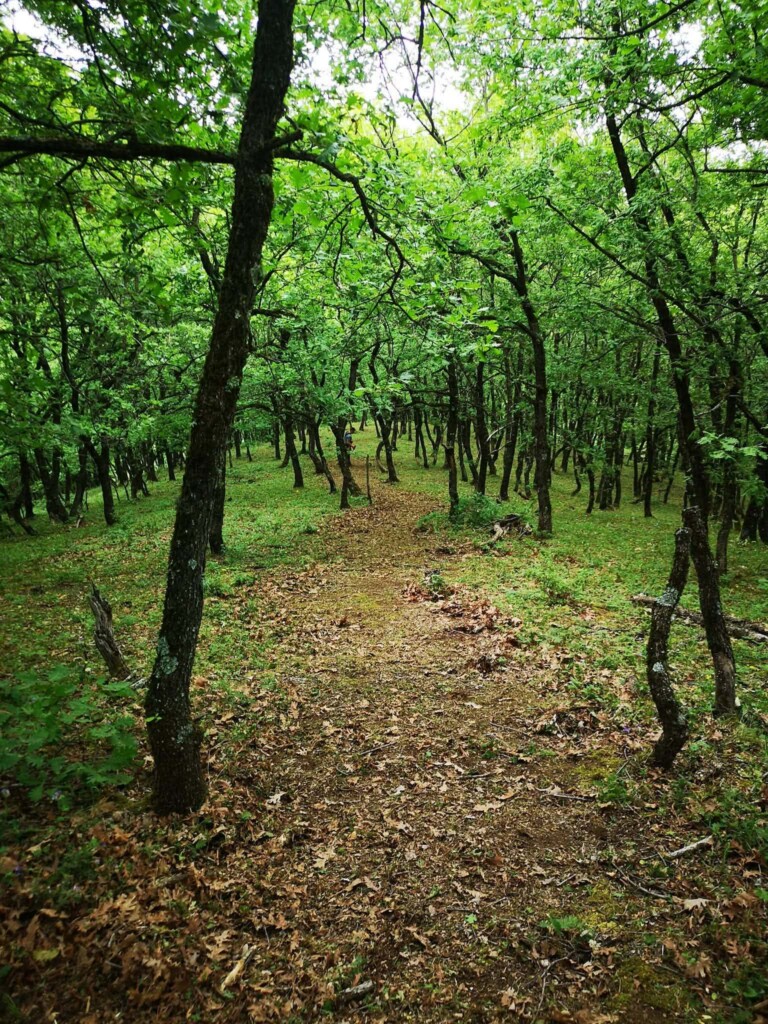 5ος Ipsilantis Trail: Ορεινό τρέξιμο στον Ελικώνα στις 10 Μαΐου