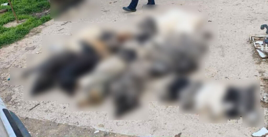 Χαλκιδική: Μαζική θανάτωση 21 σκύλων με φόλες - Μήνυση από τον Δήμο - newstok.gr