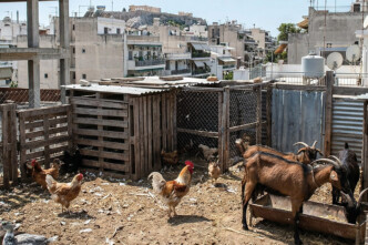 Απίστευτο: Είχαν στήσει ολόκληρη φάρμα με κατσίκες και πάπιες σε ταράτσα στην Κηφισίας!