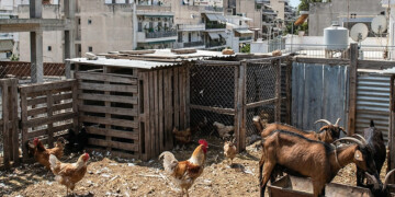 Απίστευτο: Είχαν στήσει ολόκληρη φάρμα με κατσίκες και πάπιες σε ταράτσα στην Κηφισίας!