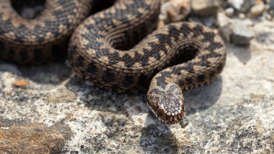 Σύρος: 13χρονος στο νοσοκομείο μετά από δάγκωμα οχιάς