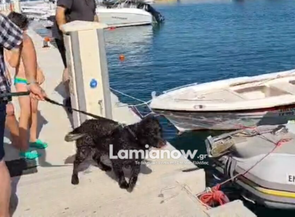 Η διάσωση του σκύλου Γκρίφον στα ανοιχτά της Γλύφας - newstok.gr