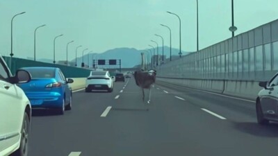 «Fast & Furious» με στρουθοκάμηλο σε αυτοκινητόδρομο