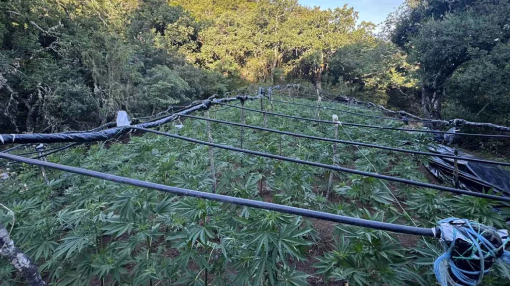 Καμένα Βούρλα: Εντοπίστηκε μεγάλη φυτεία κάνναβης σε χαράδρα - newstok.gr