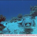 Λαγοκέφαλος: Ξεκίνησε το «κυνήγι» του τοξικού ψαριού από επαγγελματίες και ερασιτέχνες αλιείς