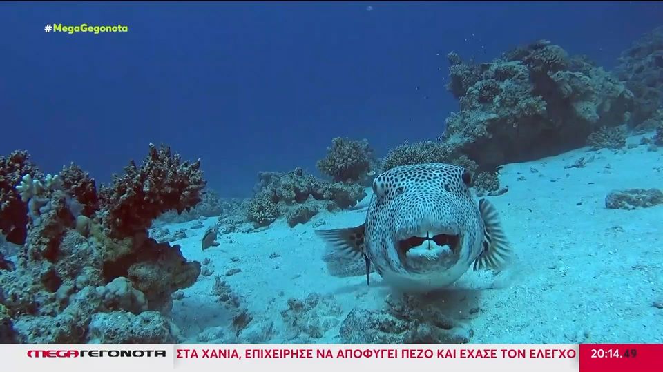Λαγοκέφαλος: Ξεκίνησε το «κυνήγι» του τοξικού ψαριού από επαγγελματίες και ερασιτέχνες αλιείς