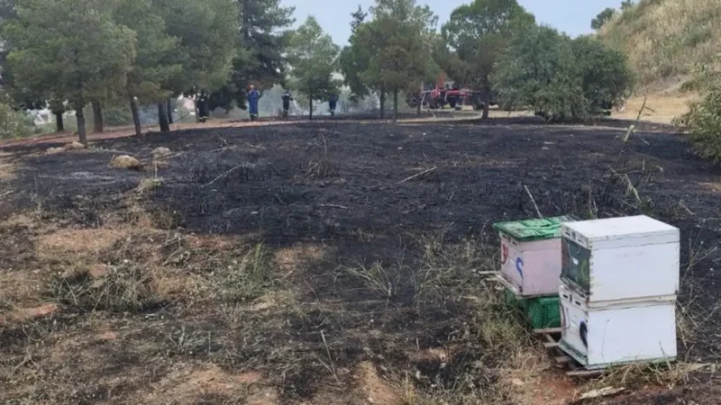 Άλσος Βεΐκου: Φωτιά ξέσπασε από μελίσσια και αναζητούνται οι μελισσοκόμοι