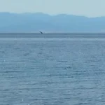 Επισκέπτρια - έκπληξη στον Παγασητικό: Μπαλενοφόρα φάλαινα κολυμπά στον κόλπο