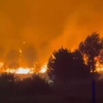 Πρωτοφανής βαρβαρότητα στην Καλαβρία: Εμπρηστές δένουν εύφλεκτα υλικά σε γάτες για να εξαπλώσουν τις πυρκαγιές