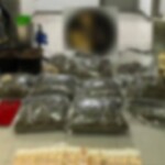 Τέλος στη δράση κυκλώματος: Πώς ένα σπίτι στην Κινέτα είχε μετατραπεί σε πλήρως εξοπλισμένο εργαστήριο κάνναβης