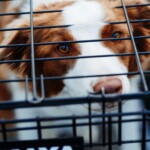 Θεσσαλονίκη: Πρόστιμο 6.300 ευρώ σε 47χρονη που μετέφερε σκύλο <<φυλακισμένο>> σε κλουβί στην καρότσα αγροτικού - newstok.gr