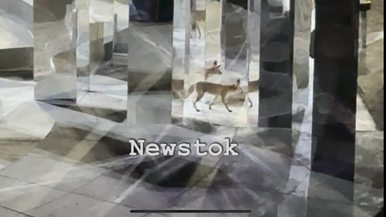 Μια μαγική βραδιά στην Επίδαυρο: Η απρόσμενη επίσκεψη μιας αλεπούς που έκλεψε την παράσταση στον «Ίωνα»! - newstok.gr
