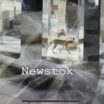 Μια μαγική βραδιά στην Επίδαυρο: Η απρόσμενη επίσκεψη μιας αλεπούς που έκλεψε την παράσταση στον «Ίωνα»! - newstok.gr