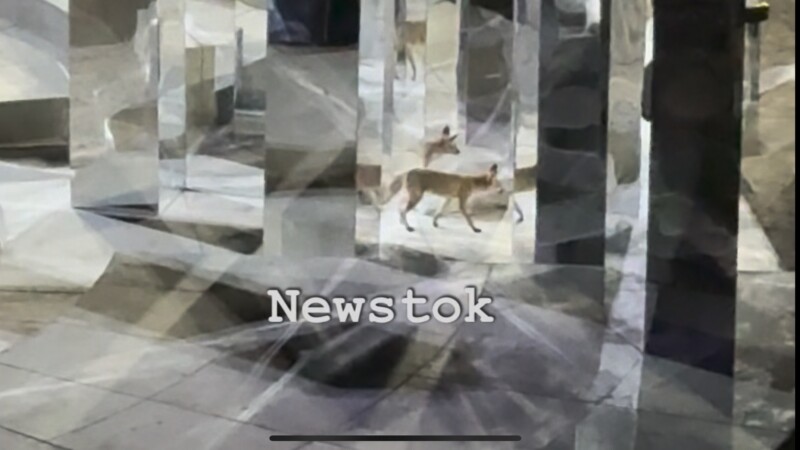 Μια μαγική βραδιά στην Επίδαυρο: Η απρόσμενη επίσκεψη μιας αλεπούς που έκλεψε την παράσταση στον «Ίωνα»! - newstok.gr