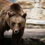 Θλίψη στην Καστοριά: Βρήκαν νεκρή από πυροβολισμό μια τεράστια αρκούδα 300 κιλών