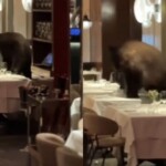 Κολοράντο: Ο πιο απρόσμενος <<πελάτης>> σε γνωστό ιταλικό εστιατόριο του Άσπεν ήταν μια μαύρη αρκούδα - newstok.gr