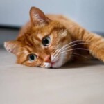 Αγρίνιο: Εντοπίστηκε σφαιρίδιο αεροβόλου στο πρόσωπο γάτας - newstok.gr