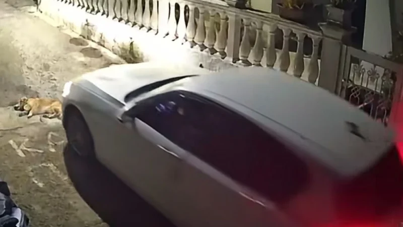 Εξοργιστικό βίντεο στην Κέρκυρα: Πάτησε με το αυτοκίνητο σκυλάκι και το άφησε να πεθάνει στο δρόμο