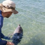 Κέρκυρα: Δελφίνι βρέθηκε στα ρηχά σε παραλία του Canal d' Amour - Δεν κατάφερε να επιβιώσει - Τελευταία νέα & Έκτακτες ειδήσεις Live