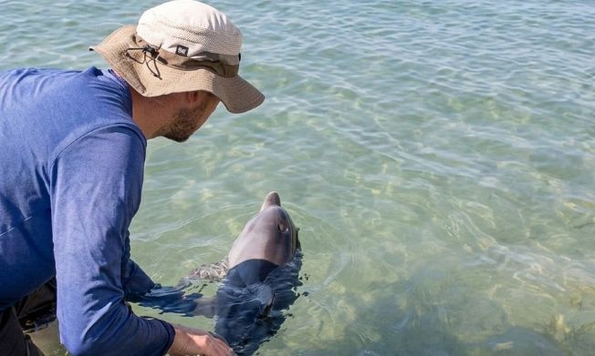 Κέρκυρα: Δελφίνι βρέθηκε στα ρηχά σε παραλία του Canal d' Amour - Δεν κατάφερε να επιβιώσει - Τελευταία νέα & Έκτακτες ειδήσεις Live