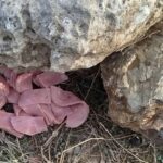 Ύποπτα δολόματα στην Κρήτη