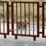 Λαμία: Αδέσποτος σκύλος επιτέθηκε σε μητέρα έξω από νηπιαγωγείο - Τελευταία νέα & Έκτακτες ειδήσεις Live