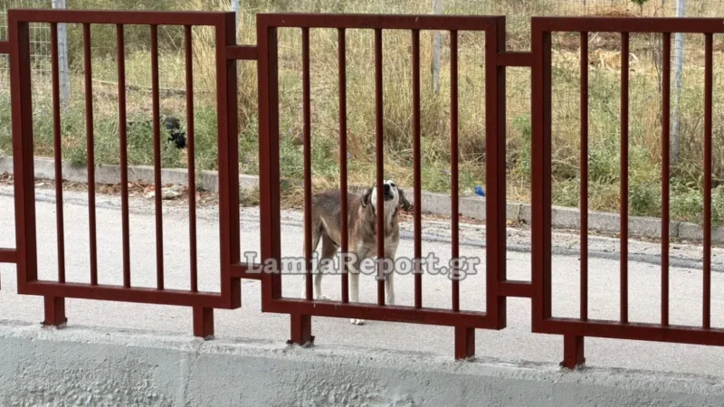 Λαμία: Αδέσποτος σκύλος επιτέθηκε σε μητέρα έξω από νηπιαγωγείο - Τελευταία νέα & Έκτακτες ειδήσεις Live