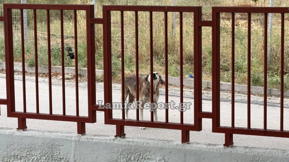 Λαμία: Αδέσποτος σκύλος επιτέθηκε σε μητέρα έξω από νηπιαγωγείο - Τελευταία νέα & Έκτακτες ειδήσεις Live