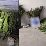 Φυτεία κάναβης Σέρρες