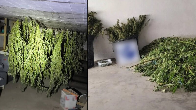 Φυτεία κάναβης Σέρρες