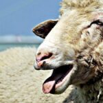 Κρήτη: Παράταση των προληπτικών μέτρων για την ευλογιά αιγοπροβάτων έως τις 29 Οκτωβρίου - Τελευταία νέα & Έκτακτες ειδήσεις Live