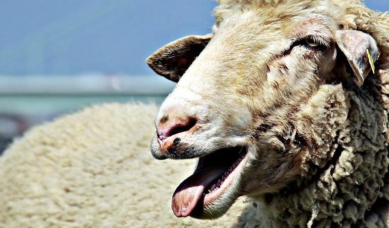 Κρήτη: Παράταση των προληπτικών μέτρων για την ευλογιά αιγοπροβάτων έως τις 29 Οκτωβρίου - Τελευταία νέα & Έκτακτες ειδήσεις Live